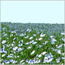 Periwinkles