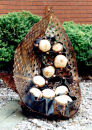 FECUNDUS