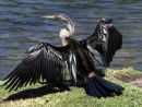 Cormorant - WA
© Tricia Benneyworth LRPS