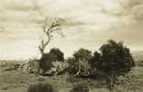 Dead Tree
© Tom Benneyworth LRPS, LBPPA