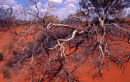 Dead in the Outback
© Tom Benneyworth LRPS, LBPPA