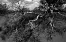 Dead in the outback (NT)
© Tom Benneyworth LRPS, LBPPA