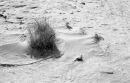 Grass in the sand
© Tom Benneyworth LRPS, LBPPA