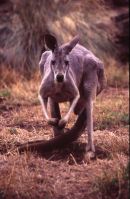 Grey Kangaroo - SA
© Tricia Benneyworth LRPS