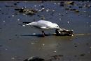 Gull, Brighton Beach - SA
© Tricia Benneyworth LRPS