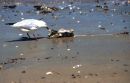 Gull, Brighton Beach - SA
© Tricia Benneyworth LRPS