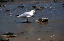Gull, Brighton Beach - SA
© Tricia Benneyworth LRPS