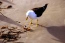 Gull, Brighton Beach - SA
© Tricia Benneyworth LRPS