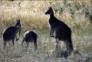 Kangaroos - NSW
© Tricia Benneyworth LRPS