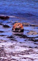 Petrified Forrest - SA
© Tricia Benneyworth LRPS