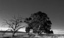Clare
© Tom Benneyworth LRPS, LBPPA