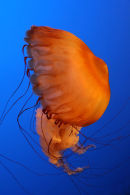 jellyfish