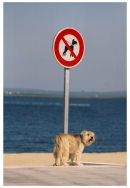 No Dogs Allowed!