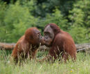 Kissin' Cousins