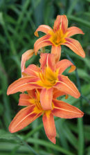 Trio of Orange Lillies