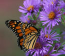 Monarch Butterfly