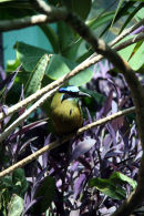 Blue-crowned Motmot
