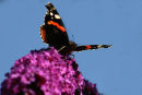 Red Admiral Butterfly