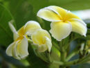 Exotic Flowers