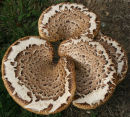 Fungi