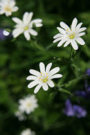 Woodland Flowers 2