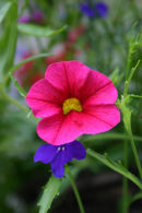 Summer Flowers 1
