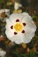 Summer Flowers 2