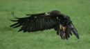 Buzzard