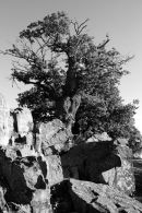 Old Oak Tree