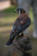 American Kestrel (1)
