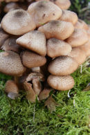 Toadstools (1)