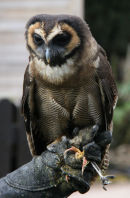 Asian Brown Wood Owl