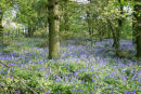 Bluebells in the Wood - Study 1