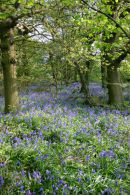 Bluebells in the Wood - Study 2