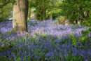 Bluebells in the Wood - Study 3