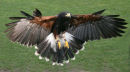 Harris Hawk (2)