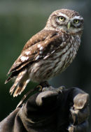 Little Owl