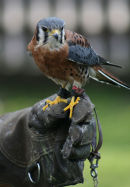 American Kestrel (2)