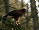 Harris Hawk (1)