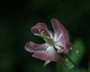 Summer Flowers 5