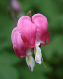 Summer Flowers 4