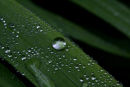 Raindrops on Leaves 1