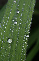 Raindrops on Leaves 2