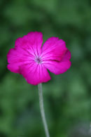 Summer Flowers 10
