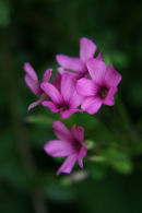 Summer Flowers 12