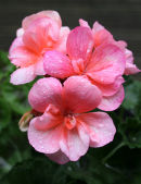 Summer Flowers 6