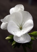 Summer Flowers 7