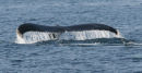 Humpback Whale (1)