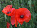Summer Flowers 8