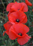 Summer Flowers 9